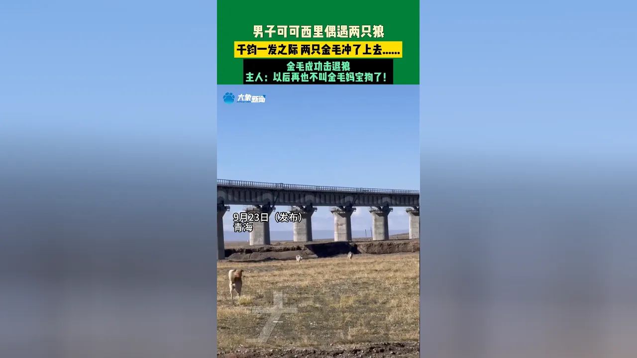 可可西里狼免费阅读_可可西里讨食狼越来越多_可可西里狼吃人